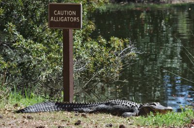 caution alligator.jpg