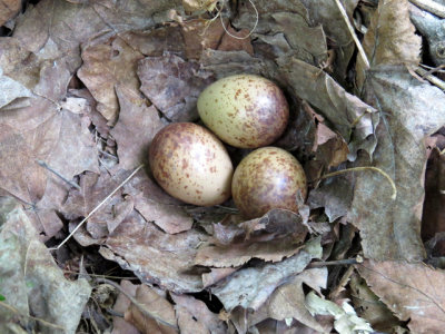 Nid et oeufs de Bcasse d'Amrique / Woodcock eggs
