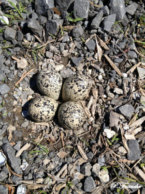 Nid et oeufs de Pluvier Kildir / Killdeer eggs