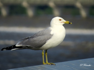 Goland  bec cercl / Ring-billed Gull