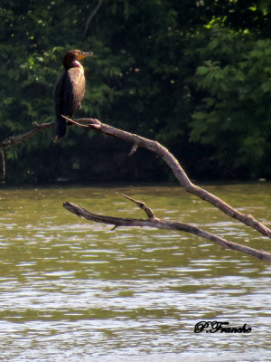 Cormoran  aigrettes / Double-crested Cormorant