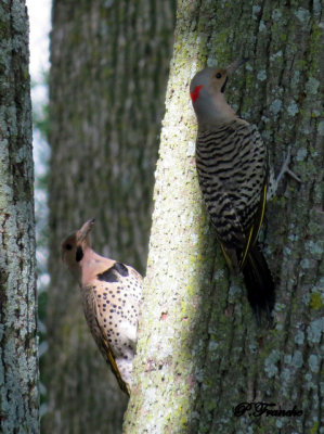 Pic flamboyant / Northern Flicker