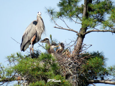 Grand Hron / Great Blue Heron