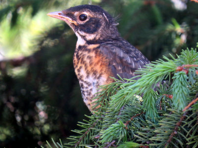 Merle d'Amérique / American Robin