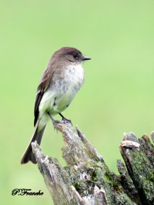 Moucherolle phébi / Eastern Phoebe