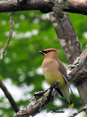 Jaseur d'Amérique / Cedar Waxwing