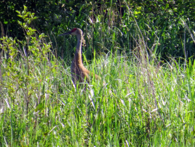 Grue du Canada / Sandhill Crane