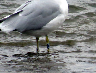 Goland  bec cercl / Ring-billed Gull