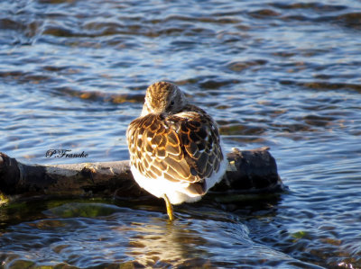 Bcasseau minuscule / Least Sandpiper