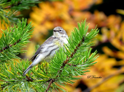 Paruline  croupion jaune / Yellow-rumped Warbler