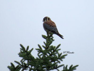 Crcerelle d'Amrique / American Kestrel