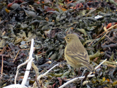 Pipit d'Amrique / American Pipit