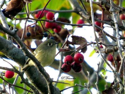 Roitelet  couronne rubis / Ruby-crowned Kinglet