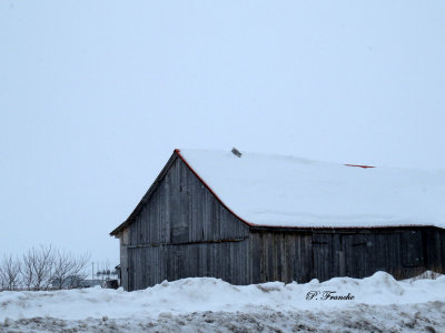 Harfang des neiges / Snowy Owl