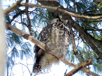Grand-Duc d'Amrique / Great Horned Owl