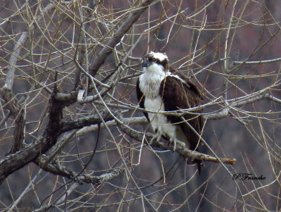 Balbuzard pcheur / Osprey