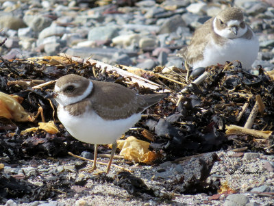 Pluvier semipalm /Semipalmated Plover