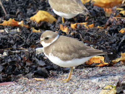 Pluvier semipalm /Semipalmated Plover