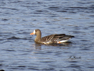 Oie Rieuse / Greater White-fronted Goose