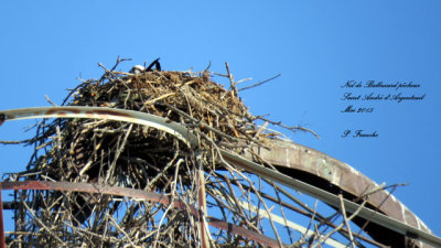 Balbuzard pcheur - Osprey