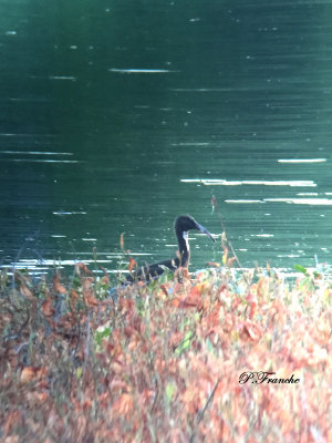Ibis falcinelle juvnile / Glossy Ibis juvenile
