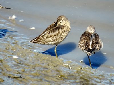 Bcassin  long bec / Long-billed Dowitcher
