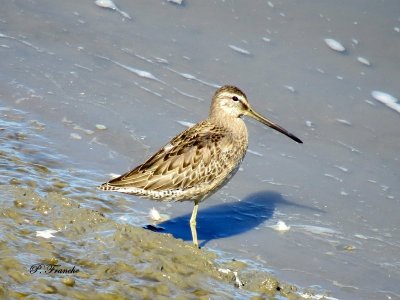 Bcassin  long bec / Long-Billed Dowitcher