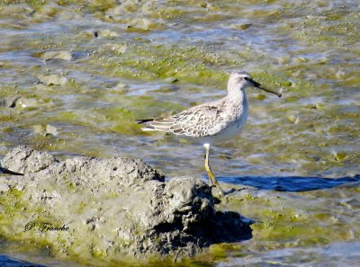 Bcasseau  chasses / Stilt Sandpiper
