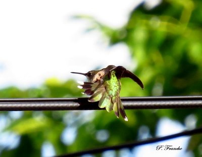 Colibiri  gorge rubis / Ruby-throated Hummingbird
