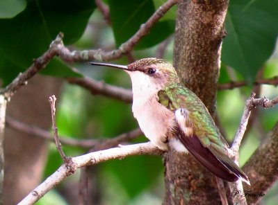 Colibiri  gorge rubis / Ruby-throated Hummingbird