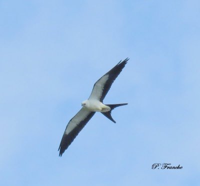 Milan  queue fourchue / Swallow-tailed Kite