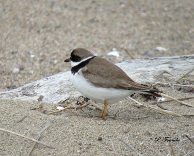 Pluvier semipalmé / Semipalmated Plover