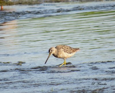 Bécassin à long bec / Long-billed Dowitcher