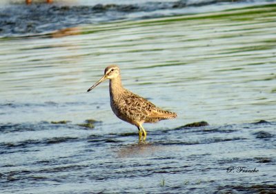 Bécassin à long bec / Long-billed Dowitcher