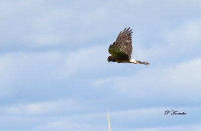 Busard St-Martin / Northern Harrier