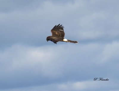 Busard St-Martin / Northern Harrier
