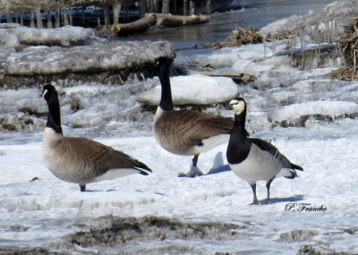 Bernache Nonnette / Barnacle Goose