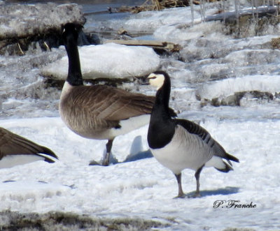 Bernache Nonnette / Barnacle Goose