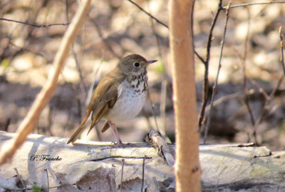 Grive solitaire / Hermit Thrush