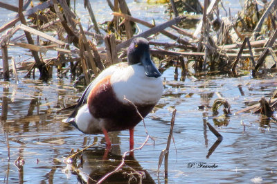 Canard Souchet / Nothern Shoveler