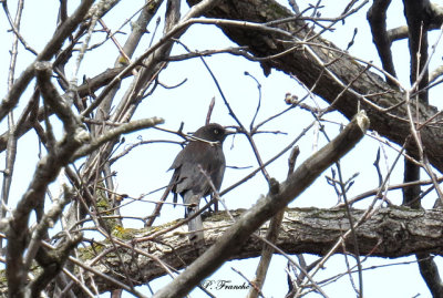 Quiscale rouilleux / Rusty Blackbird