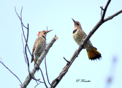 Pic flamboyant / Northern Flicker