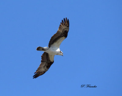 Balbuzard pêcheur / Osprey