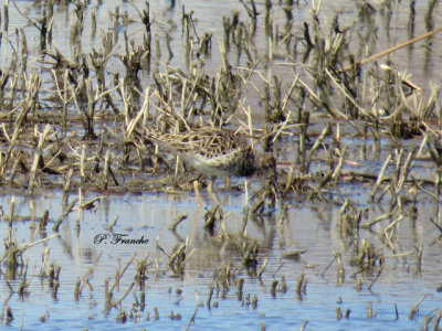 Combattant vari / Ruff