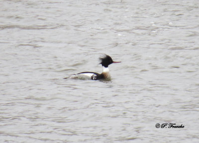 Harle huppé / Red-breasted Merganser