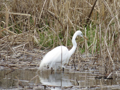Grande Aigrette / Great Egret