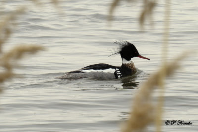 Harle huppé / Red-breasted Merganser
