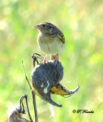 Bruant sauterelle - Grasshopper Sparrow