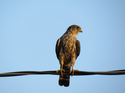 Faucon Émerillon - Merlin