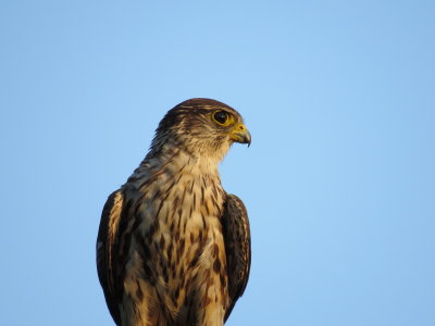 Faucon Émerillon - Merlin